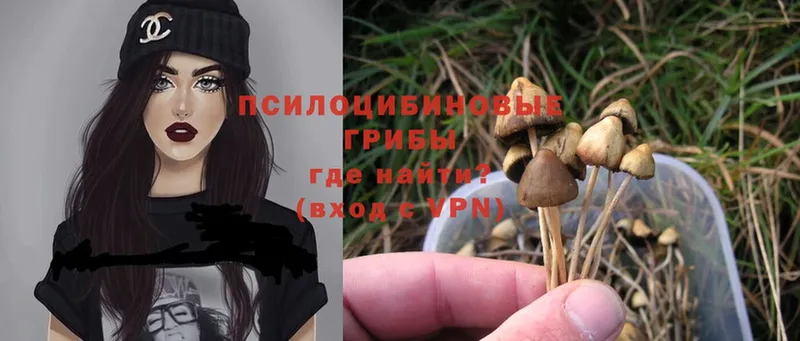 МЕГА   Венёв  Галлюциногенные грибы Psilocybe 